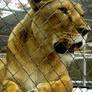 Caged Lioness