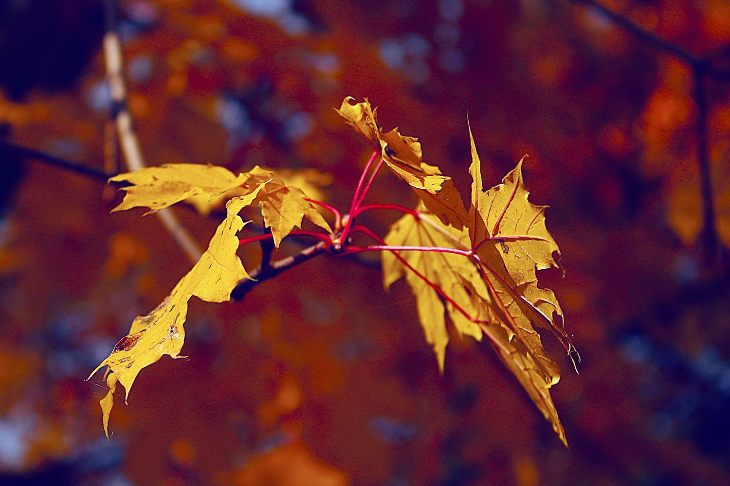 ~ Gold leaves