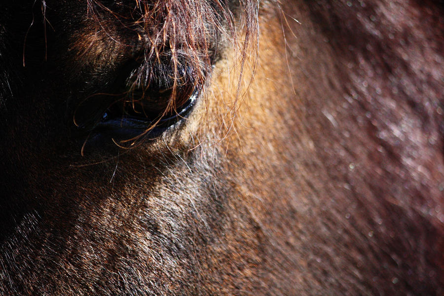 Brown Beauty