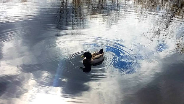 Check Out my Duck Pic