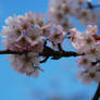 Cherry Blossom Close