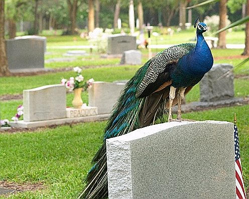 Peacock and Peacock