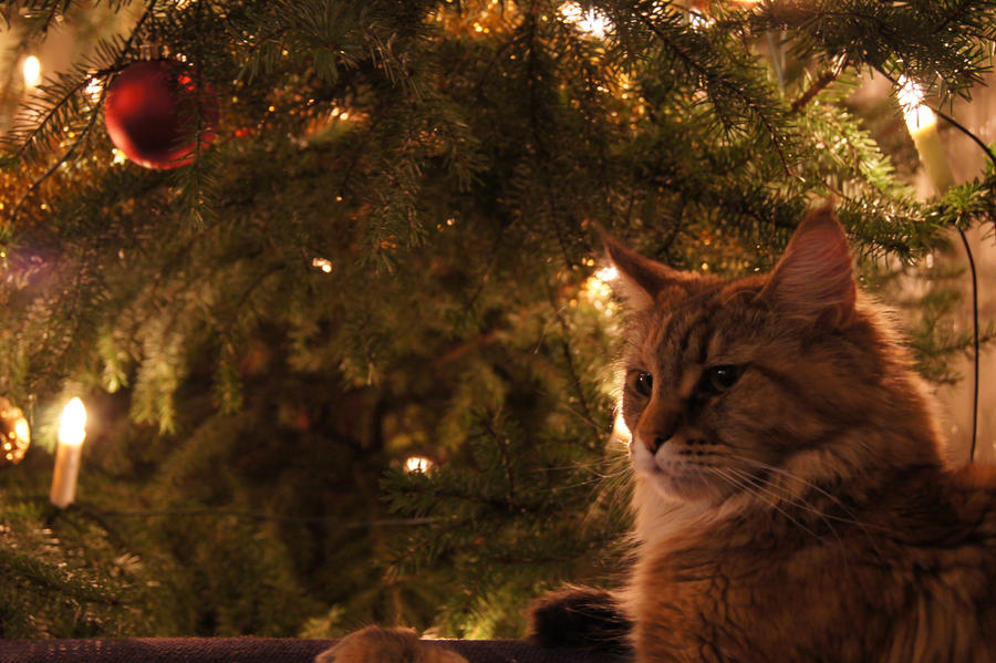 Luna next to the christmas tree