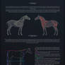Basic Horse Anatomy Tutorial