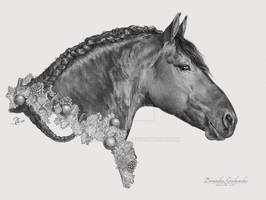 Friesian Horse Portrait