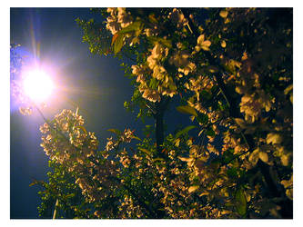 Sakura at Midnight