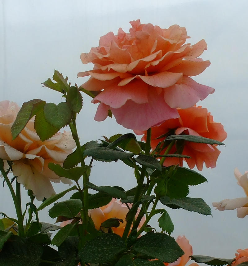59 Roses Rose 59 by EruwaedhielElleth on DeviantArt