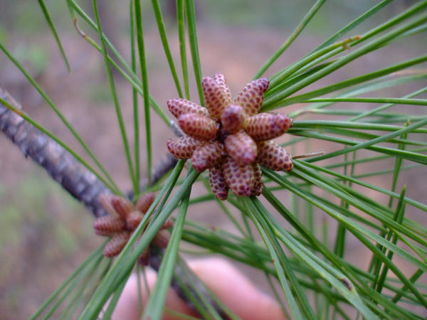 Pinecone buds