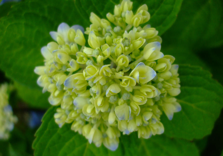 Hydrangea Budding Budding hydrangea cluster by EruwaedhielElleth on DeviantArt