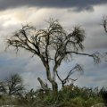 A Sleepy Hollow Tree