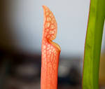 Sarracenia in Regrowth, red by realpsyco