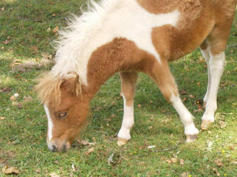 New Forest Pony.