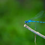 damselfly