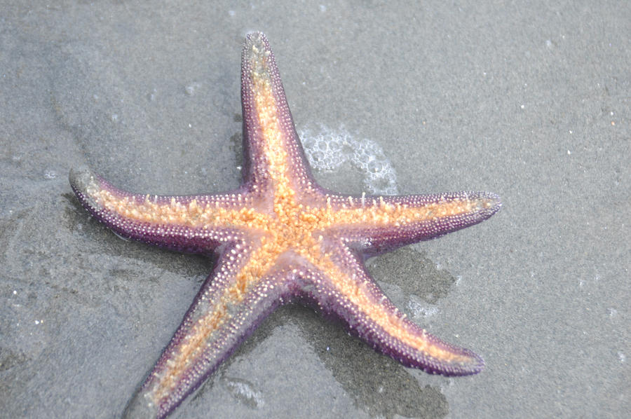 starfish bottom