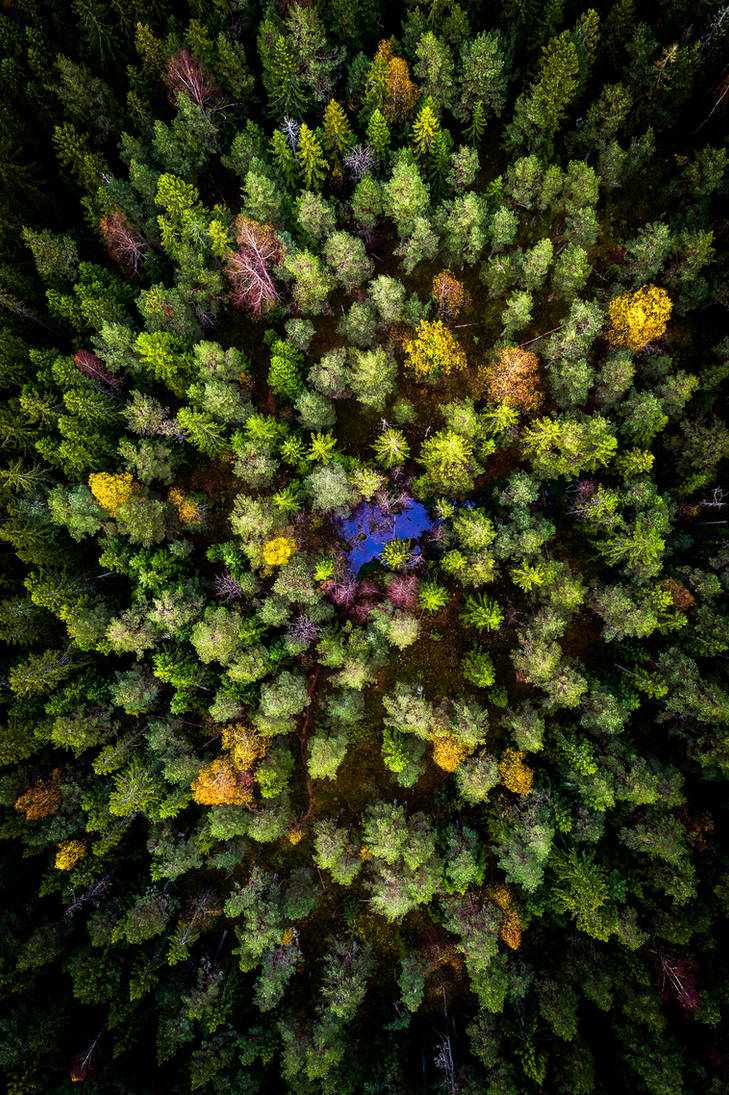 Forrest from above by Aliz1