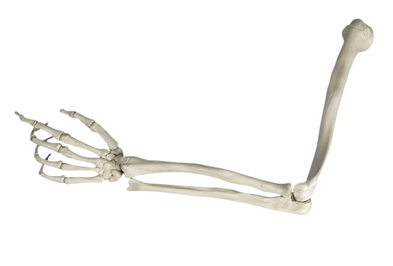 Skeleton Arm PNG by AkiTheFull on DeviantArt