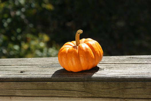 pumpkin