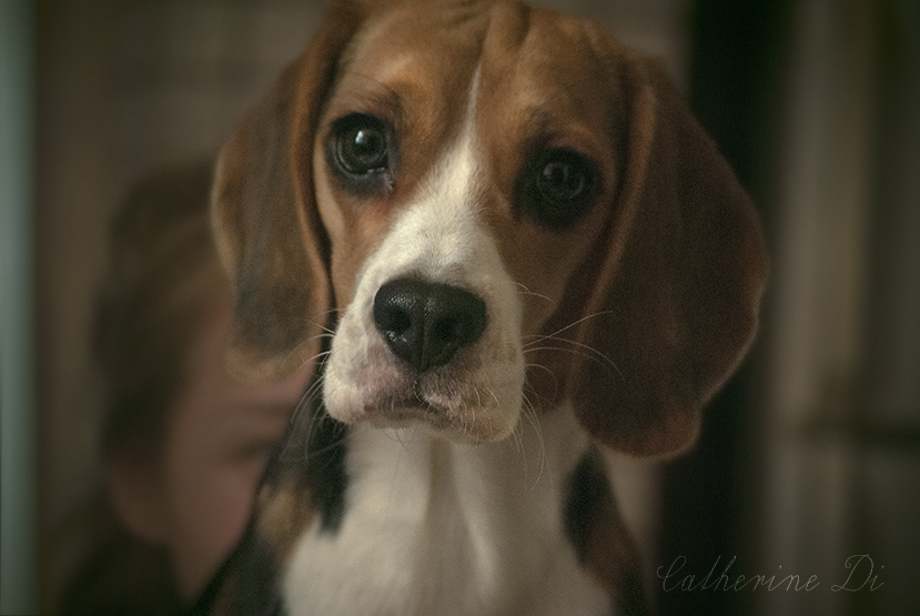 Cute beagle says hello!