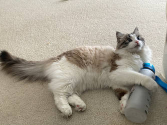 Cecil and the water bottle