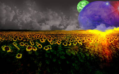 Sunflower field