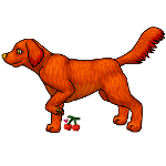 Irish Setter Pointing