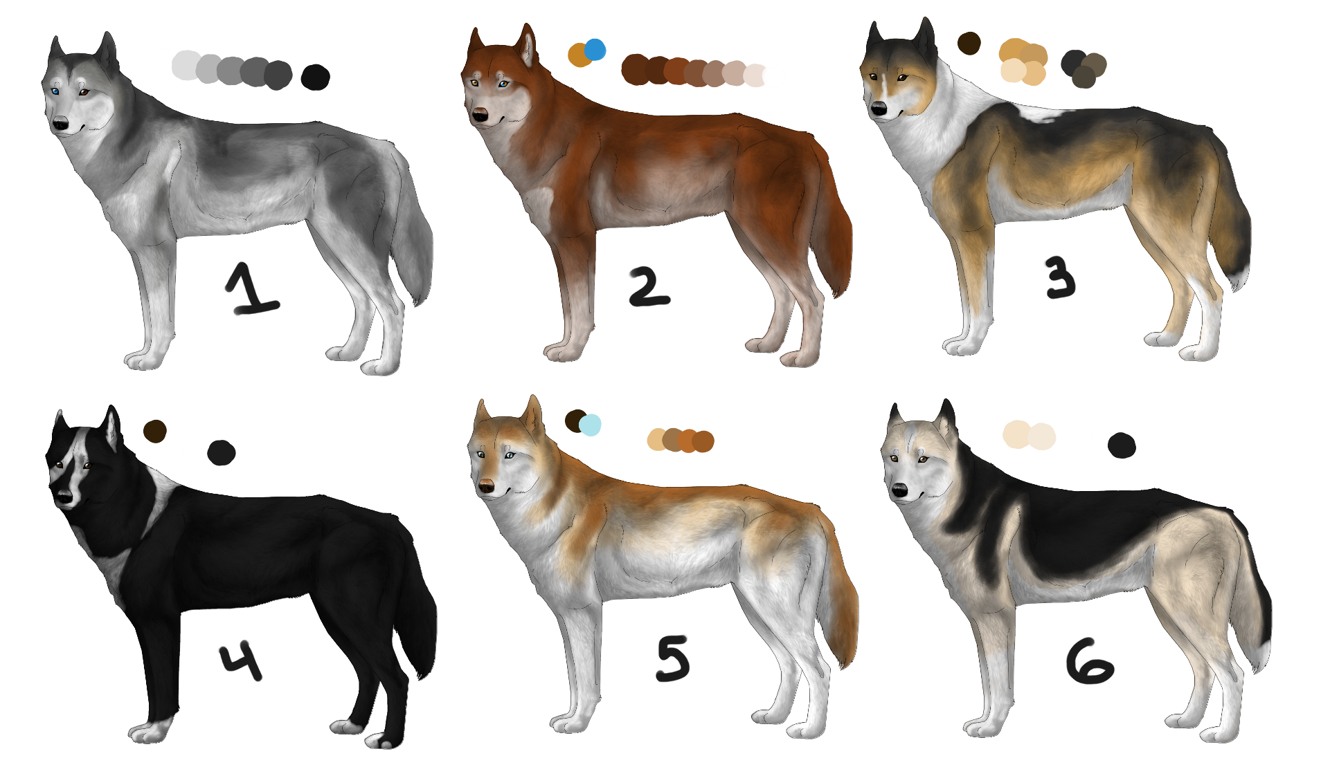 Agouti and hotsell white husky