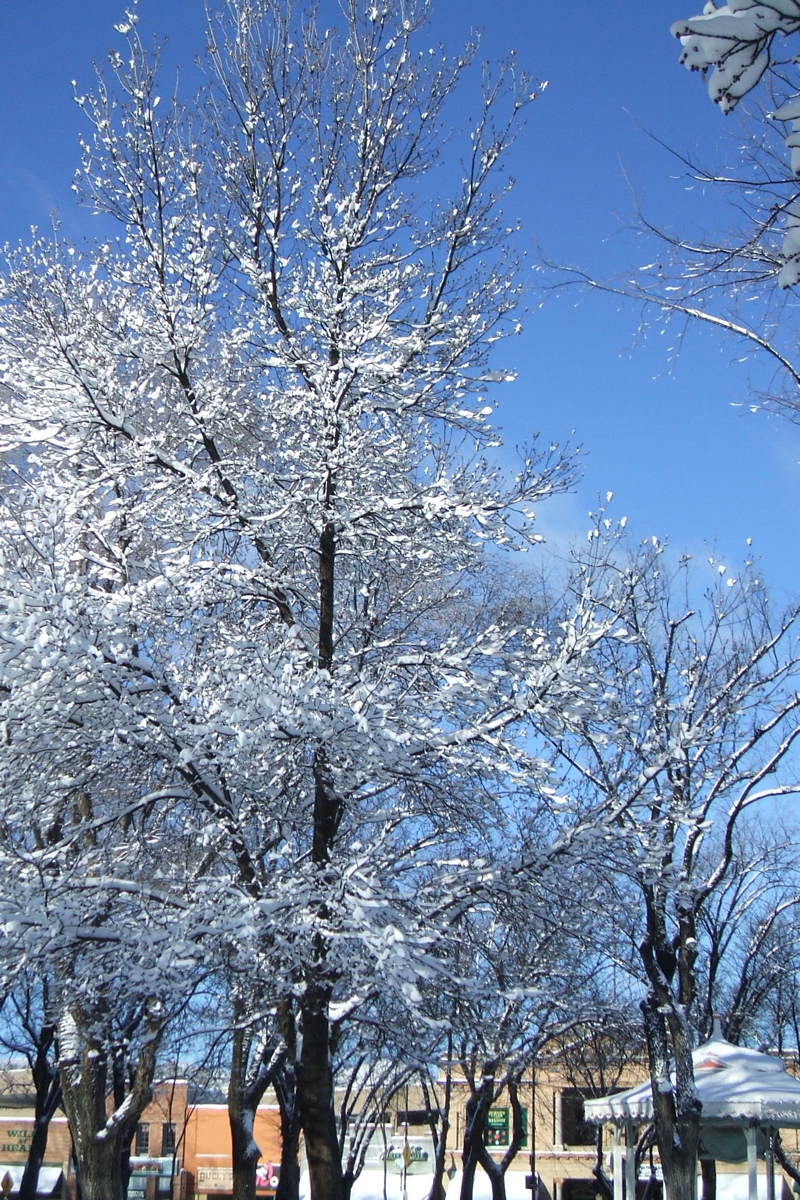 Snow-covered Trees