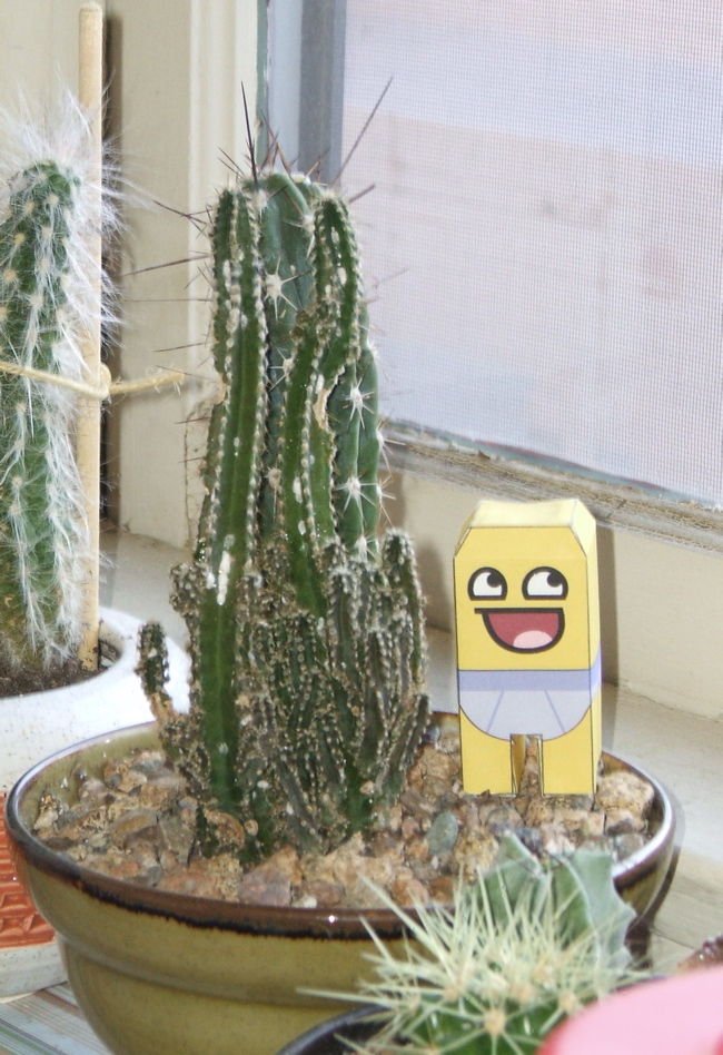 Wormhappy Cactus