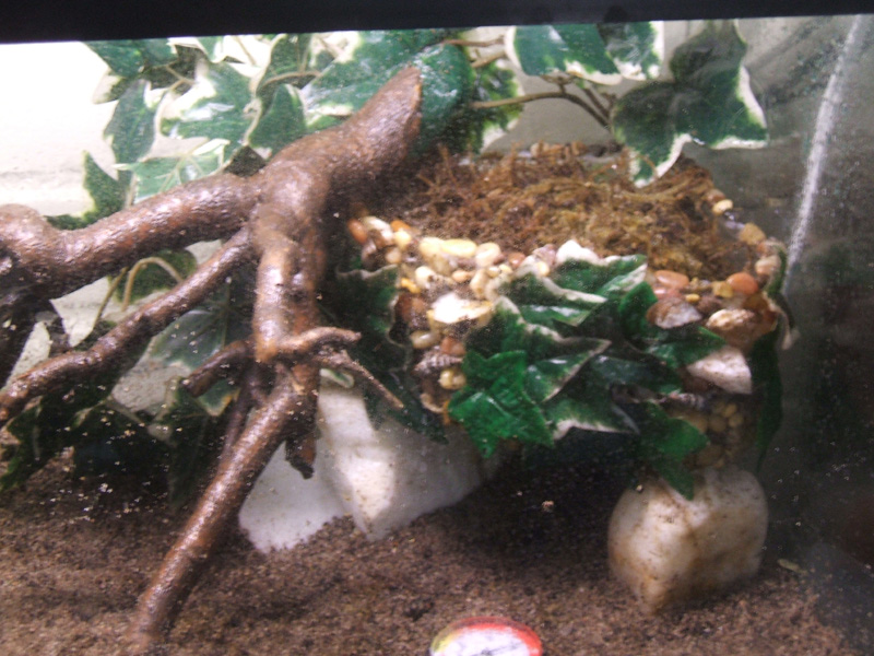 Hermit crab moss pit 2