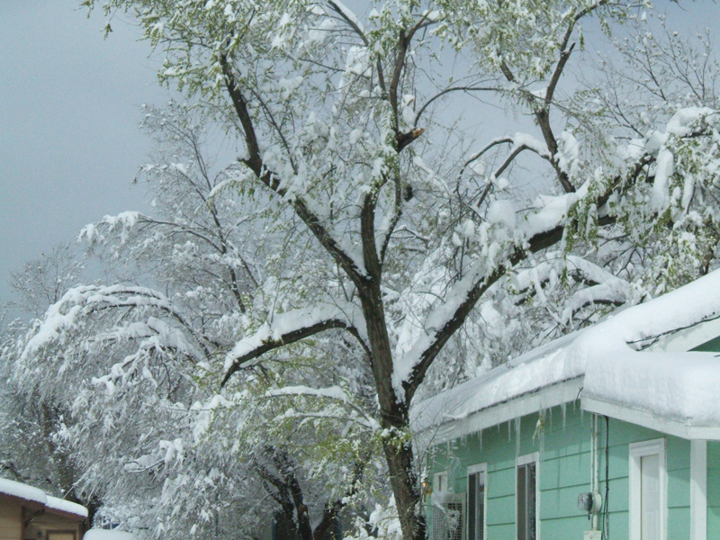 Beautiful snow