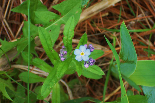 Sweet Forget Me Not