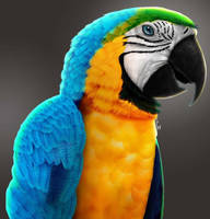 Macaw