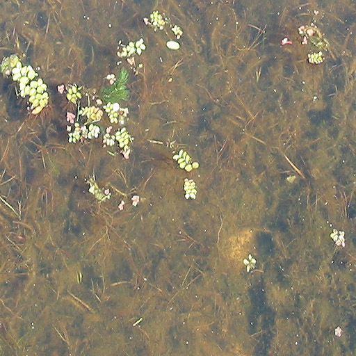 Overgrown pond bottom