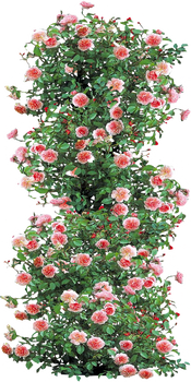 Anne Boleyn Climbing Rose