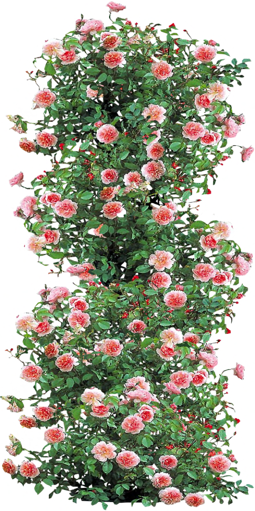 Anne Boleyn Climbing Rose