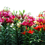 Bed of Asiatic Lilies