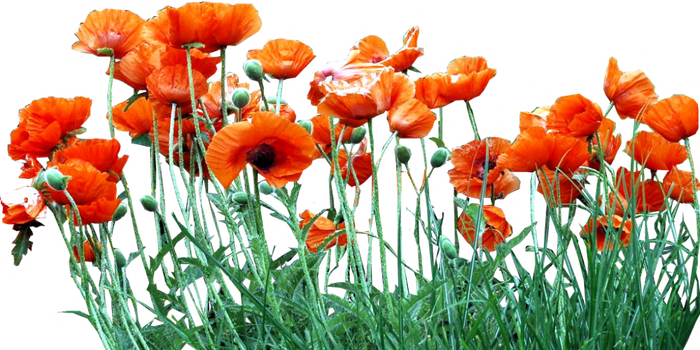 Bed of Orange Poppies