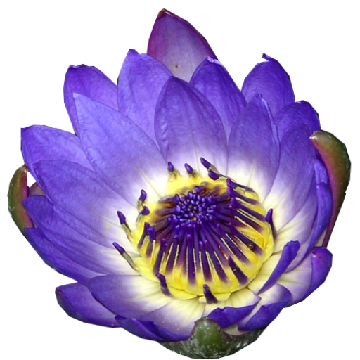 Blue Water Lily - top view