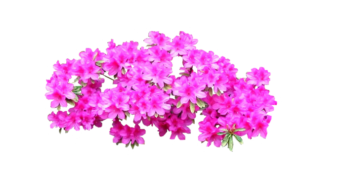 Bright Pink Azalea