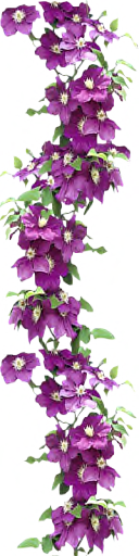 Clematis Lady Betty Balfour by LilipilySpirit