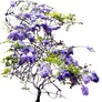 Climbing Wisteria