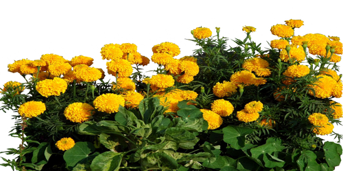 Cracker Jack Marigolds