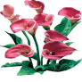 Pink Persuasion Calla Lilies