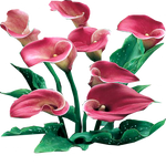 Pink Persuasion Calla Lilies