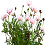 Pink Poppy bed