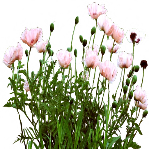 Pink Poppy bed