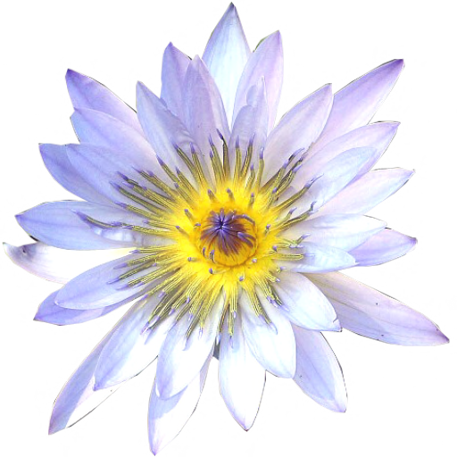 White Water Lily - top view