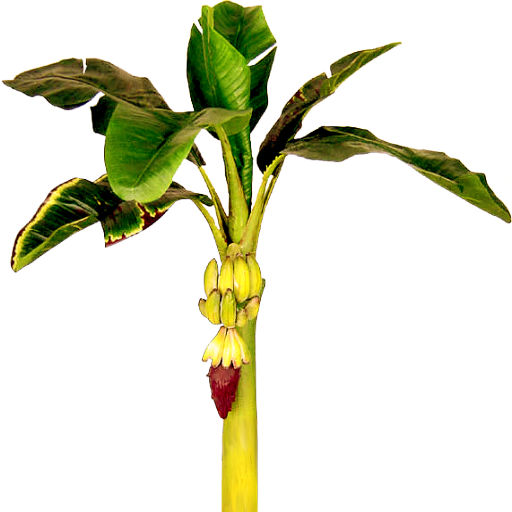 Banana plant with bananas by LilipilySpirit on DeviantArt