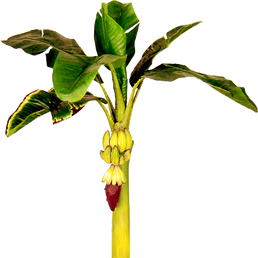 Banana plant with bananas by LilipilySpirit on DeviantArt Banana plant with bananas by LilipilySpirit on DeviantArt