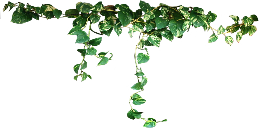 Draped Devils Ivy by LilipilySpirit